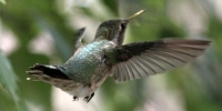 Wildlife